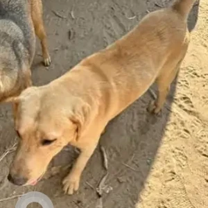 A Brown Labrador Dog Found from Gunjur, Varthur-2