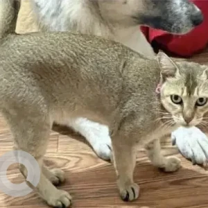 A White-Brown Mix Domestic Shorthair Cat Missing from Lokanthali Manohara Park, Bhaktapur