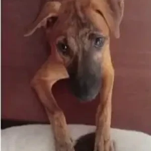 A Black and Brown Indie Dog Missing from Vaigai Street 21/8