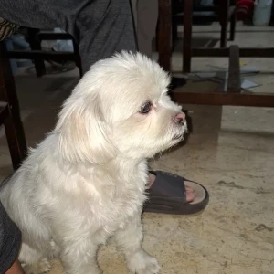 A White Shih Tzu Dog Found from BN Block Shalimar Bagh-2