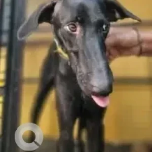 A Black Chippiparai Dog Missing from CIT Colony, 1st Main Road, Mylapore