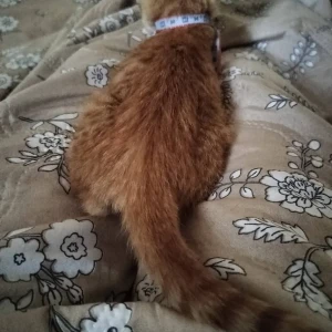 A White-Brown Mix Ginger cat Cat Missing from Loknete Eknath Munde Garden-2