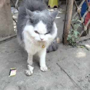 A Grey-White Mix Persian Cat Found from Brunton Road