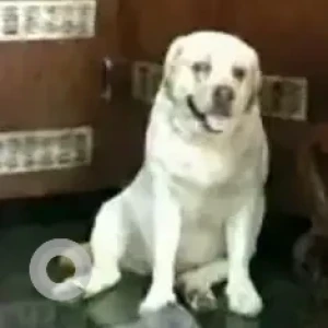 A White Labrador Retriever Dog Missing from Vijayangar 1st Stage, Mysuru