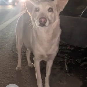 A White Pomeranian-Indie mix Dog Missing from New Delhi