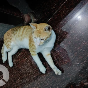 A Orange Ginger cat Cat Found from Koramangala-3