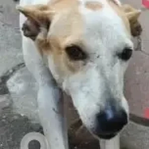 A White-Brown Mix Indie Dog Missing from Kilpauk, Chennai