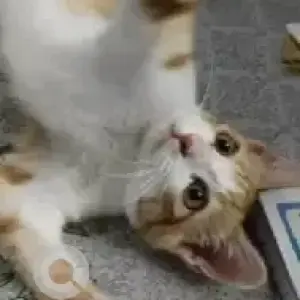 A White-Brown Mix Indie Cat Missing from 54 east parallel, Doddanekundi-2