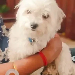 A White Maltese Dog Missing from Guttahalli