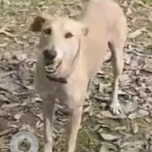 A White Indie Hound mix Dog Missing from Nehru Park