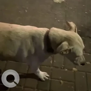 A White Indie Dog Missing from Kothrud, Pune
