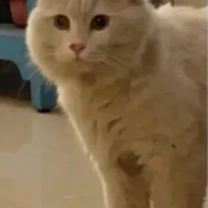 A Light Brown Persian Cat Found from Thanisandra