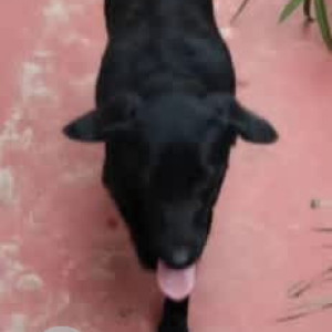 A Black Labrador Dog Found from CK Palya, Bengaluru-3