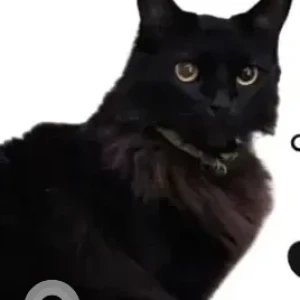 A Black Indie Cat Missing from Rajajinagar 6th Block