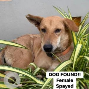 A White-Brown Mix Indie Dog Found from Kavuri Hills, Madhapur