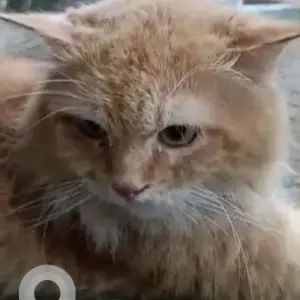 A White-Brown Mix Persian Cat Missing from Vashi Naka, Chembur