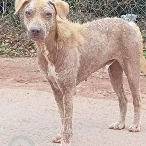 A White-Brown Mix Indie Dog Missing from Porvorim, Porvorim