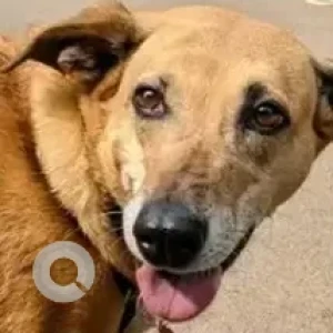 A White-Brown Mix Indie Dog Missing from Someshwara Layout, Doddakanneli, Sarjapur Road-2