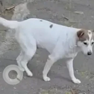 A White-Brown Mix Indie Dog Missing from Cambridge Layout-2