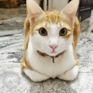 A White-Brown Mix Ginger Cat Missing from Vaikuntam layout, AECS-3