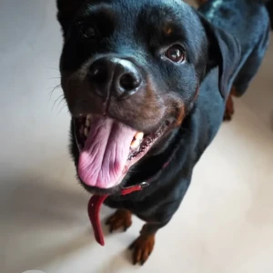 A Black and Brown Rottweiler Dog Found from Mulund West, Thane