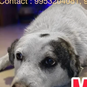 A White-Brown Mix Indie Dog Missing from Hauz Khas, New Delhi-2