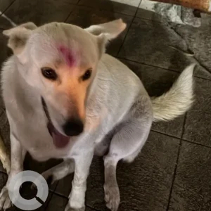 A White Pomeranian-Indie mix Dog Missing from BEML Layout Lake-3