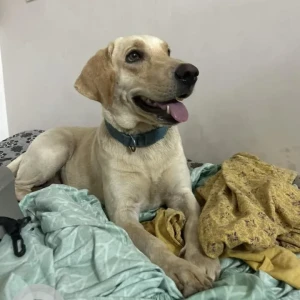 A Golden Labrador Dog Found from Whitefield, Bengaluru-2