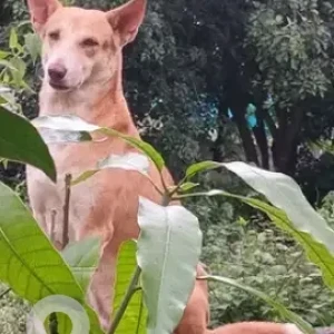 A White-Brown Mix Indie Dog Missing from Sarvoham shelter, JP Nagar