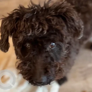 A Black Poodle Dog Found from Chelsea