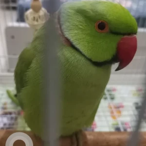A Green Indian ringneck parrot Bird Missing from Sharjah, Muweilah area