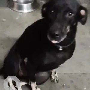 A Black and White Indie Dog Missing from Sector 49, Noida