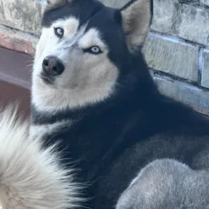 A Black and White Husky Dog Found from phulbari