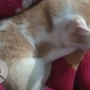 A White-Brown Mix Indie Cat Missing from Deorali Veterinary Clinic-4