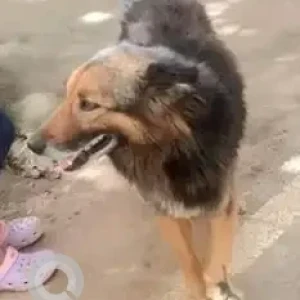 A Black and Brown German Shepherd Dog Found from Bengaluru-2