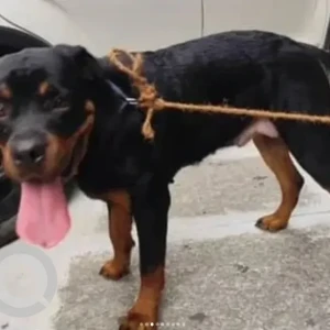 A Black and Brown Rottweiler Dog Found from Padmanabhanagar, Bengaluru-2