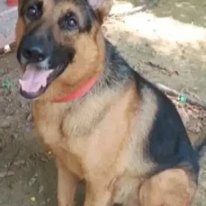 A Black and Brown German Shepherd Dog Missing from Pocket-C Siddhartha Extension