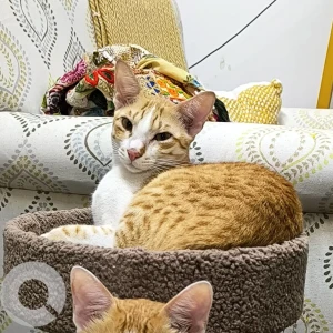 A White-Brown Mix Ginger cat Cat Missing from Horamavu Main Road, Near Trust-in Hospital-2