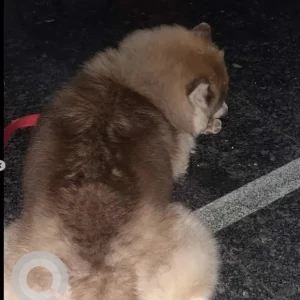 A White-Brown Mix Husky Dog Found from Nayandhali metro-2