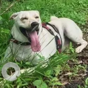 A White Indie Dog Missing from Aakar Excelsior, Colva Benaulim Road