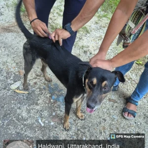 Rabies vaccination-62