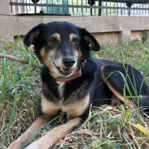 A Black and Brown Indie Dog Missing from Northern Access Road, Delhi Airport