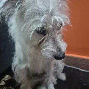 A White Jack Russell Terrier Dog Found from Deepthi nagar, Kothnur-2