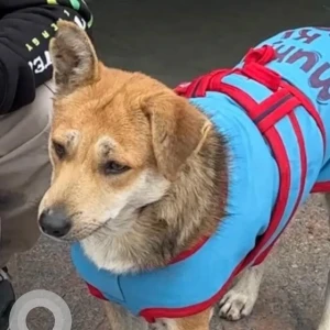 A White-Brown Mix Indie Dog Missing from Cyber Hub