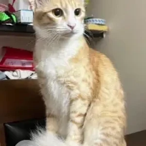 A Brown Ginger Cat Missing from Cubbon Park Court