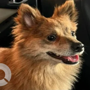 A Orange Pomeranian Dog Found from Najda Street