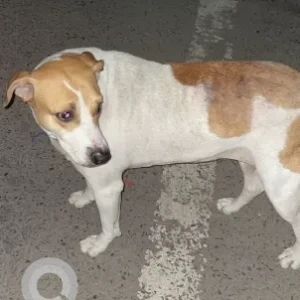 A White-Brown Mix Indie Dog Found from A-7 block of Rohini