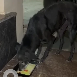 A Black Indie Dog Found from Sector 49, Gurugram