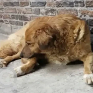 A White-Brown Mix Indie Dog Missing from Shivalik Hospital, Sector 37