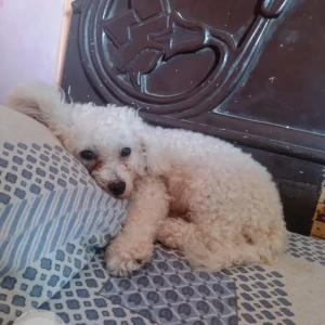 A White Lahsa Apso Dog Missing from Vijay Vihar phase - 1 Shani Bazar Road